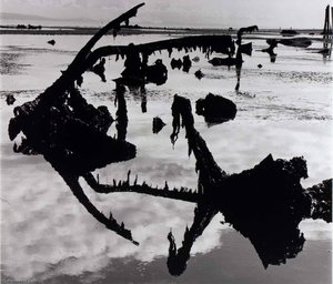 Untitled (swamp) — Brett Weston