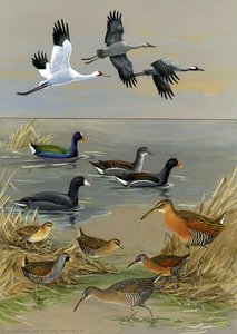 Bird Plate 26 — John A. Crosby