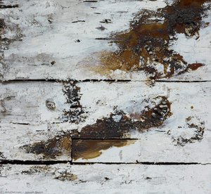 Natural History — Joseph Beuys