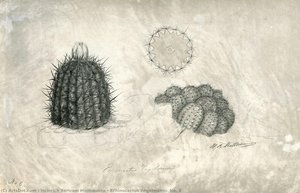 Echinocactus engelmanni, No. 8