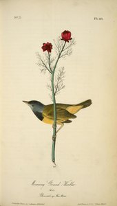Mourning Ground-warbler. Male. (pheasant's-eye Flos-adonis.) — John James Audubon