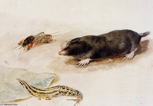 Mole And Snail Sun — Aert Schouman