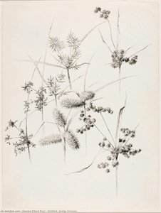 Untitled (sedge Grasses) — George Elbert Burr, Realism