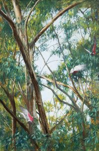 Galahs, Leaves And Limbs — Sir Philip George Doyne Adams