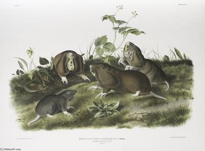 Pseudostoma Bursarius, Canada Pouched Rat. Natural Size — John James Audubon