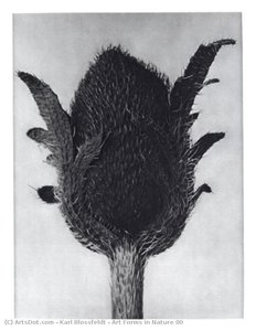 Art Forms In Nature 80 — Karl Blossfeldt