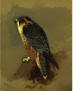 British Peregrine Falcone — Archibald Thorburn