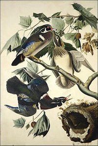 Summer Or Wood Duck — Robert Havell