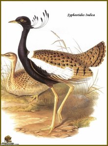 Petit Florican — John Gould