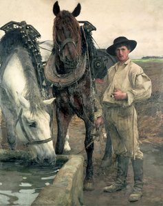 Horses at the watering trough