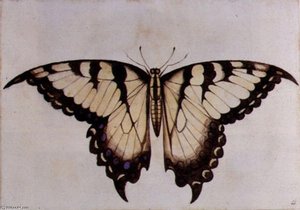 Swallow Tail Butterfly Large
