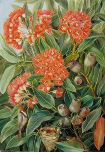 Flowers And Seed Vessels Of A West Australian Gum Tree And Honeysuckers — Marianne North, Pre-raphaelite Romanticism