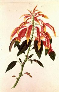 Pieris_hi — Georg Dionysius Ehret