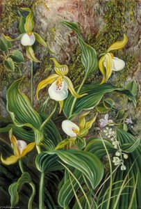 Wild Flowers Of Simla, India — Marianne North, Victorian Botanical Art