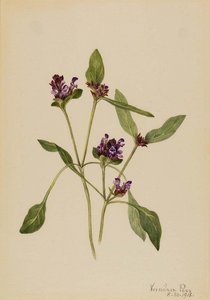 Self Heal (prunella Vulgaris) — Мери Вокс Волкотт