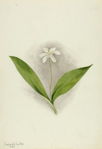 Queencup (clintonia Uniflora) — Mary Morris Vaux Walcott