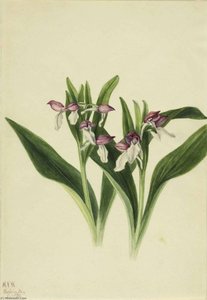Showy Orchis (orchis Spectabilis) — Mary Vaux Walcott