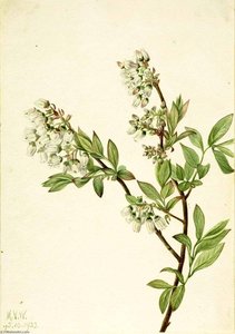 Highbush Blueberry (vaccinium Corymbosum) — Mary Morris Vaux Walcott