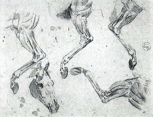 Anatomical Study Of A Horse — Mariano Fortuny