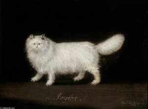 'psyche', A White Persian Cat