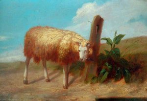 Sheep — John N. Rhodes