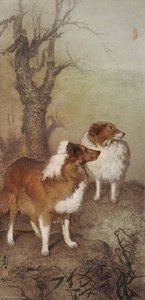 Two Collies