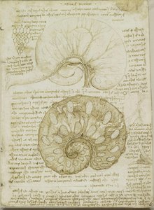 Recto: The Uterus Of A Gravid Cow. Verso: Studies Of The Movement Of The Lips — Leonardo Da Vinci, High Renaissance Anatomy
