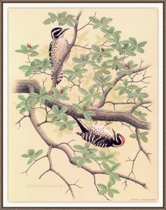 Nuttalls Woodpecker — August Albert Zimmermann