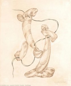 Morfologia — Leandre Cristòfol I Peralba