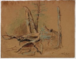 Trunks Of Trees And Foliage — Thomas Cole
