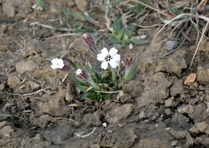 Silene sorensenis