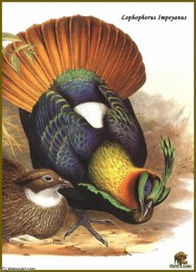 Lophophore Resplendissant — John Gould
