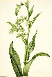 Green Bear Cabbage (veratrum Viride) — Mary Morris Vaux Walcott