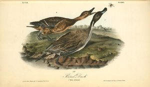 Pintail Duck. 1. Male. 2. Female — John James Audubon