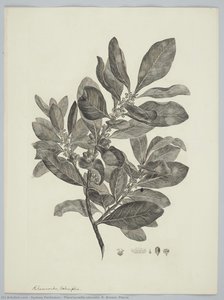 Planchonella obovata (R. Brown) Pierre