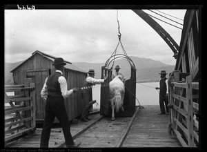 Trans-shipping Ponies — James Ingram Mcdonald