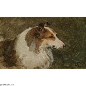 A Scottish Collie