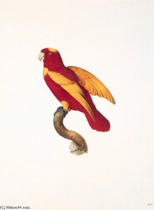 Lorius Domicella — Jacques Barraband