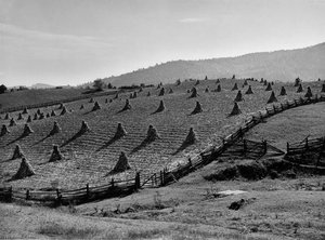 Corn Shocks And Split Rail Fence — Marion Post Wolcott
