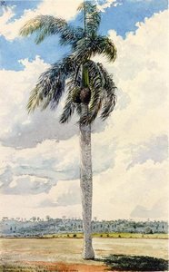 Royal Palm — Charles De Wolf Brownell
