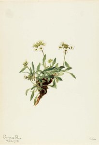 Arabis Drummondii — Mary Vaux Walcott