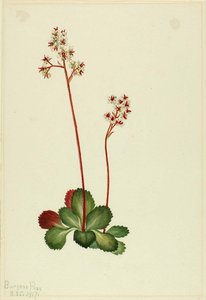 Evergreen Saxifrage (leptarrhena Pyrolifolia) — Mary Morris Vaux Walcott