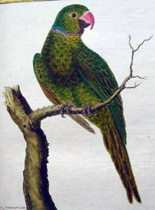 Psittacula Eques — Francois Nicolas Martinet