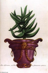 Illustration From Phytanthoza Iconographia — Johann Wilhelm Weinmann