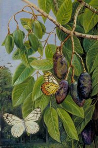 Blätter Und Früchte Des Kenari Und Schmetterling, Java — Marianne North