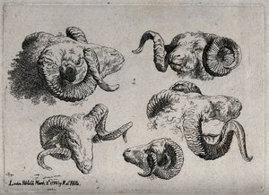 A Rams's Head — Robert Hills