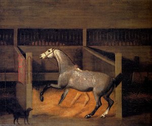 A dappled grey in a stall