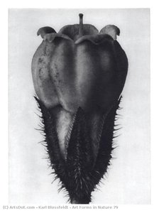 Art Forms In Nature 79 — Karl Blossfeldt