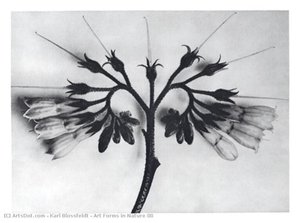 Art Forms In Nature 88 — Karl Blossfeldt