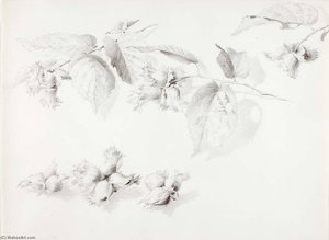 Untitled (wild Hazelnut, Corylus Americana) — George Elbert Burr